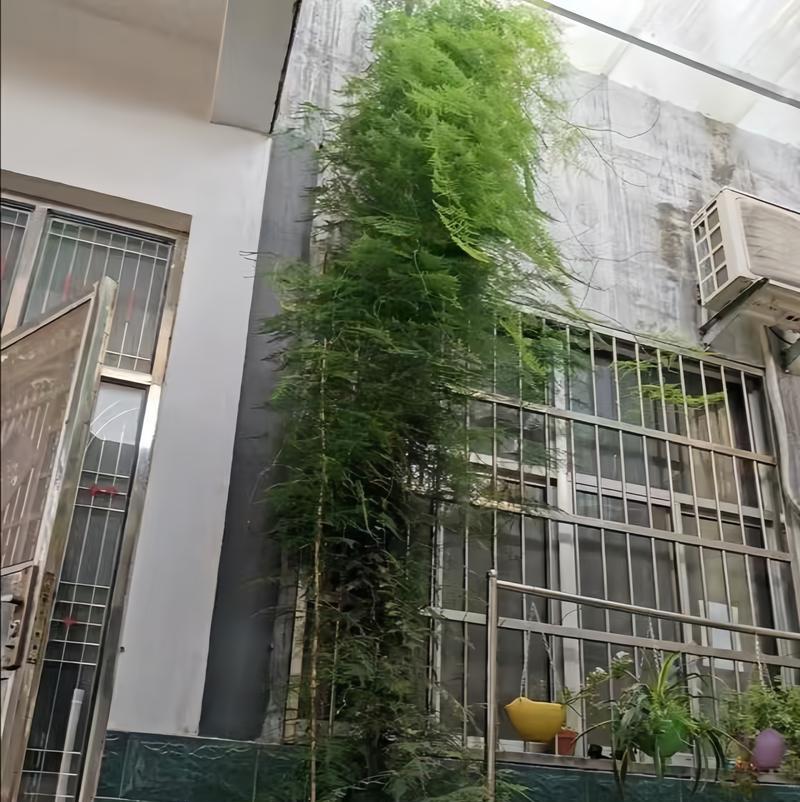 盆栽文竹的养殖技巧有哪些？如何让文竹长得更茂盛？