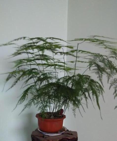 盆栽文竹的养殖技巧有哪些？如何让文竹长得更茂盛？