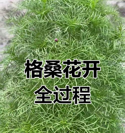格桑花种植的技巧有哪些？
