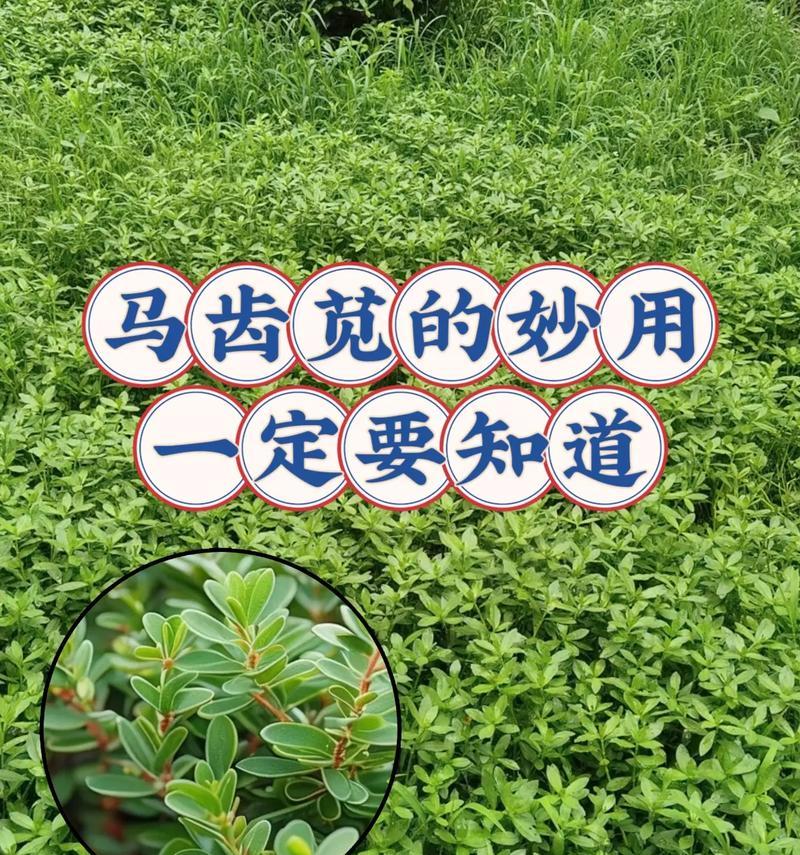 马齿苋的种植步骤有哪些？