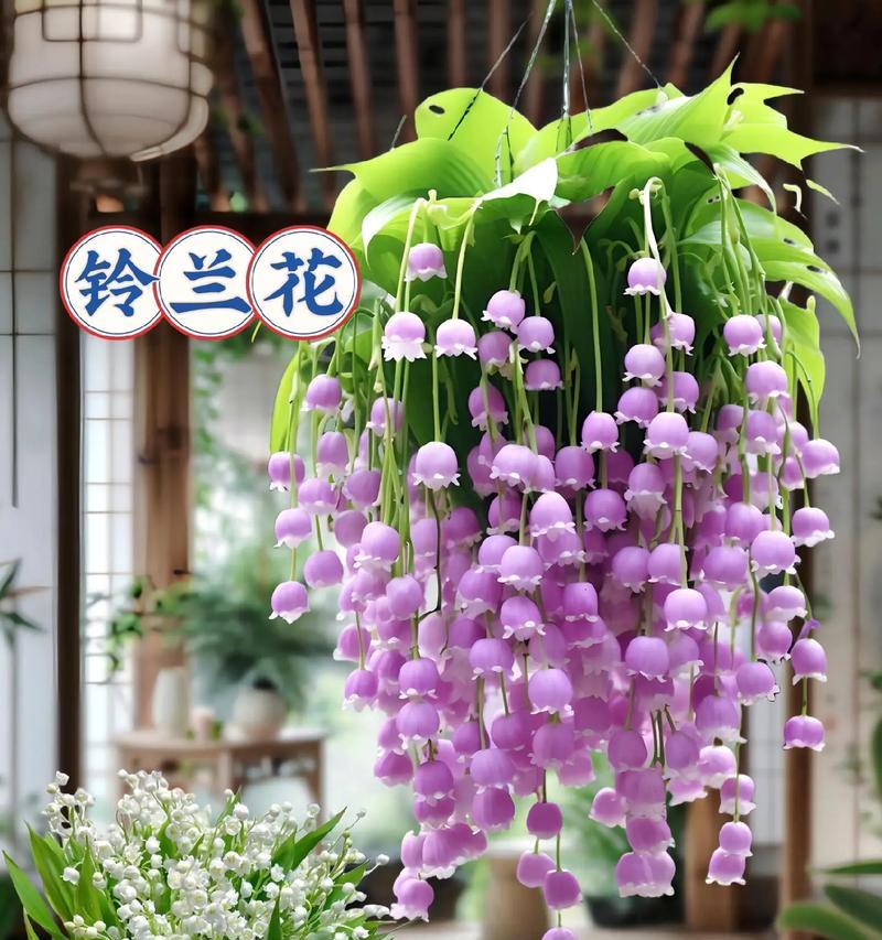 铃兰养殖技巧？如何保持健康生长？