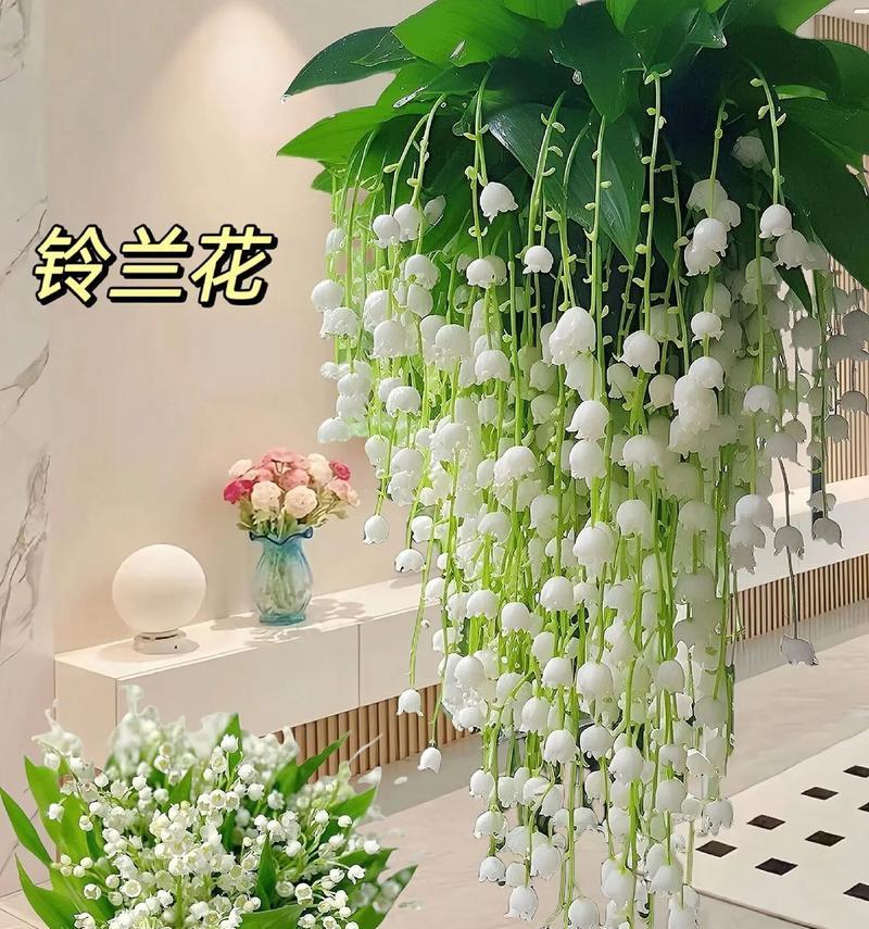 铃兰养殖技巧？如何保持健康生长？