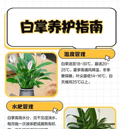 水培白掌冬季养护的注意事项有哪些？
