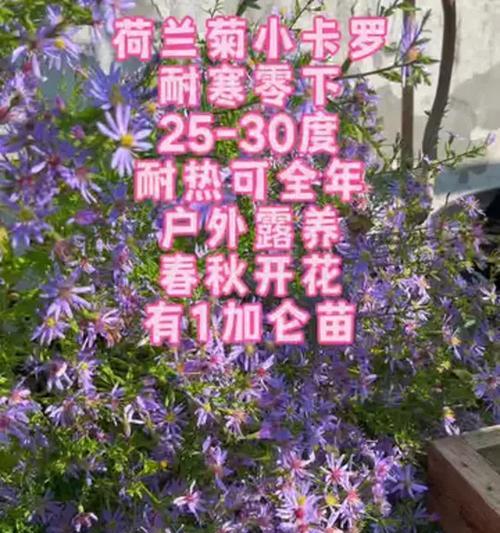 荷兰菊的种植步骤和技巧是什么？