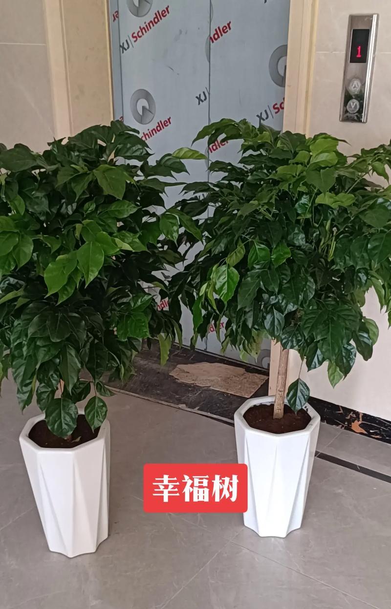 平安树换盆的最佳时机和步骤是什么？
