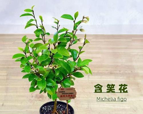 含笑花有哪些好品种？如何选择和养护含笑花？