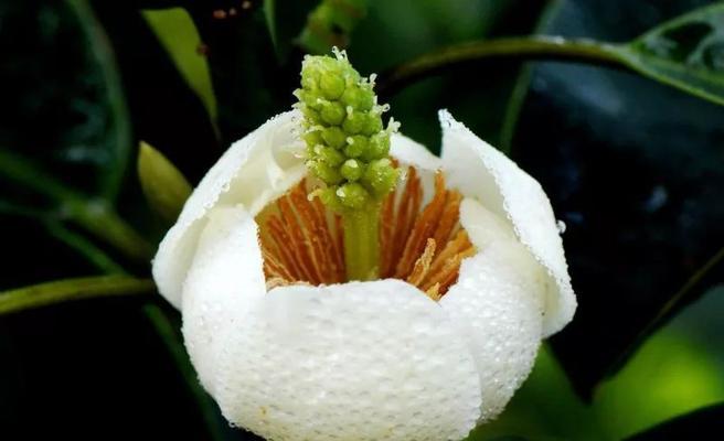 含笑花有哪些好品种？如何选择和养护含笑花？