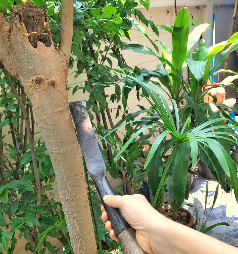 发财树的繁殖方法有哪些？如何让发财树长得更好？