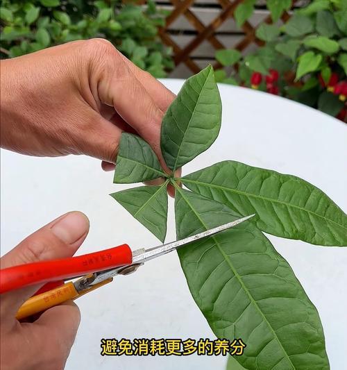 发财树的繁殖方法有哪些？如何让发财树长得更好？