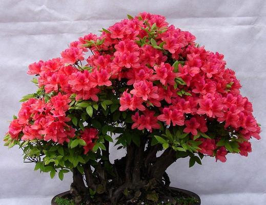 洋凤仙的养护技巧有哪些？怎样才能养出鲜艳的花朵？