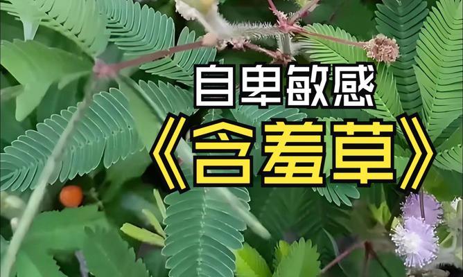 含羞草的花语是什么意思？含羞草有哪些花语？