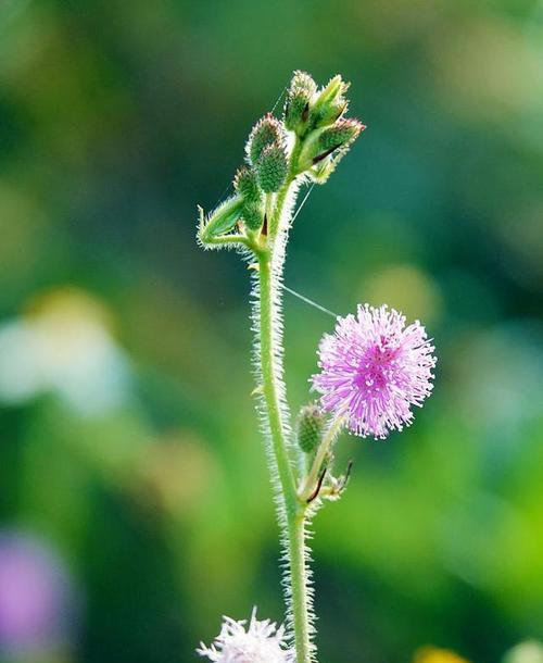 含羞草的花语是什么意思？含羞草有哪些花语？