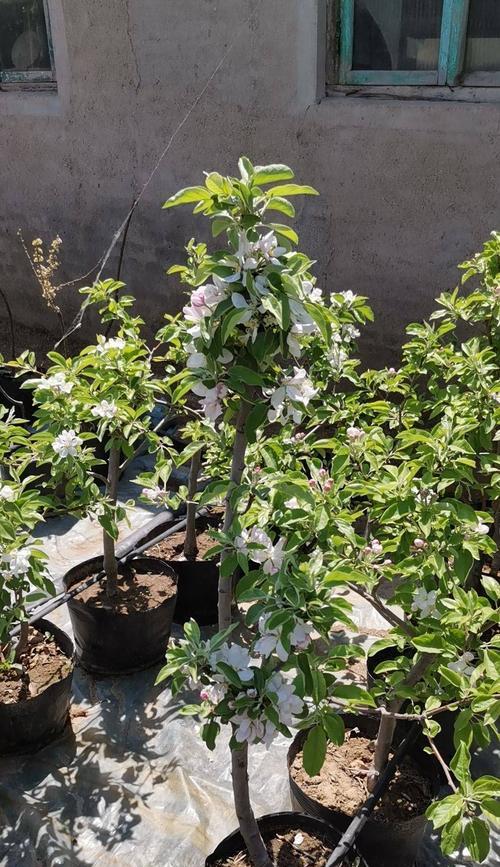 盆栽苹果修剪的技巧是什么？修剪后如何促进结果？