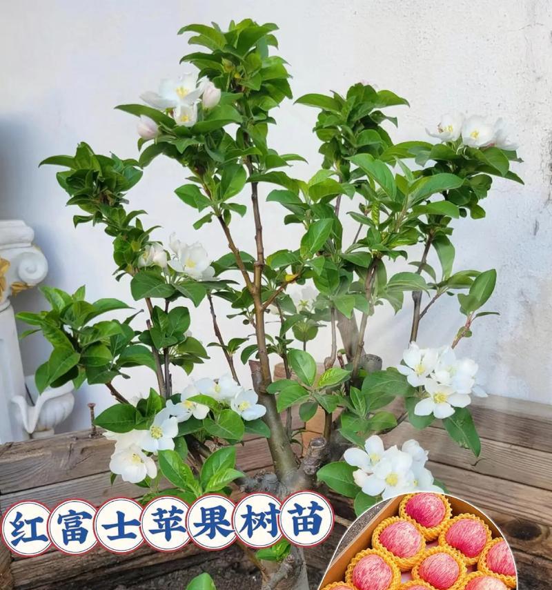 盆栽苹果修剪的技巧是什么？修剪后如何促进结果？