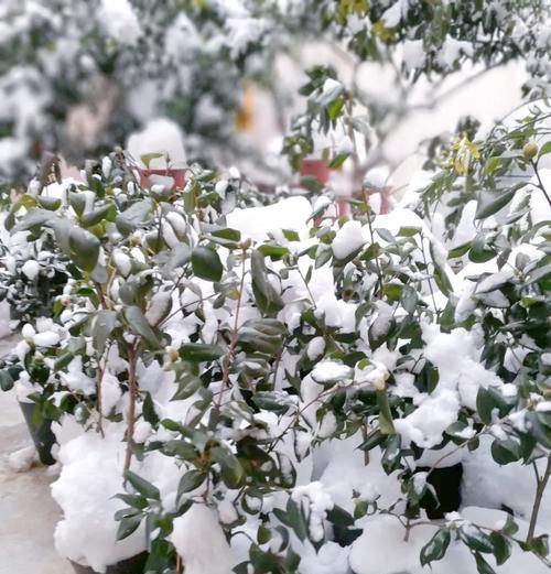 冬天有哪些花可以盛开？冬季花卉的养护要点是什么？