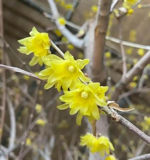 冬天有哪些花可以盛开？冬季花卉的养护要点是什么？