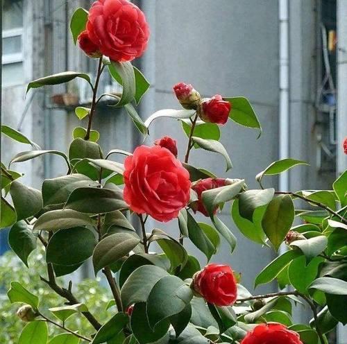 冬天有哪些花可以盛开？冬季花卉的养护要点是什么？