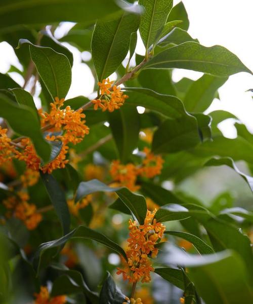 哪种桂花品种最耐寒？耐寒桂花品种的特点是什么？