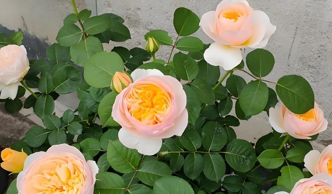 花品种鉴定有哪些方法？如何正确进行花品种鉴定？