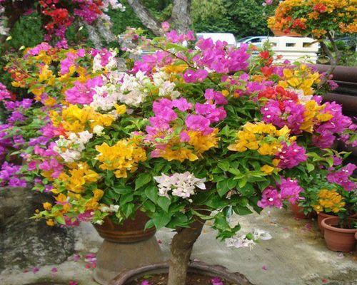 花品种鉴定有哪些方法？如何正确进行花品种鉴定？