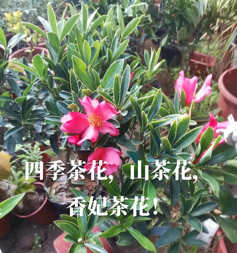 花品种鉴定有哪些方法？如何正确进行花品种鉴定？