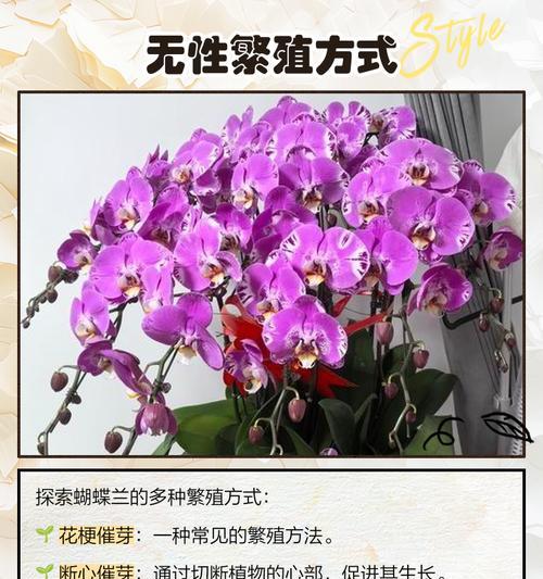 蝴蝶兰繁殖的步骤和技巧是什么？