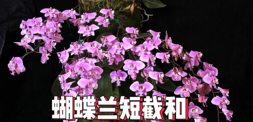 蝴蝶兰繁殖的步骤和技巧是什么？