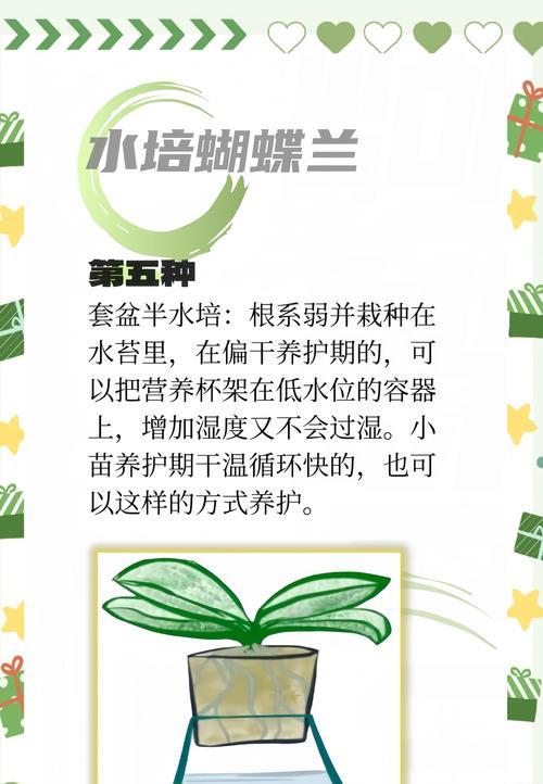 蝴蝶兰繁殖的步骤和技巧是什么？
