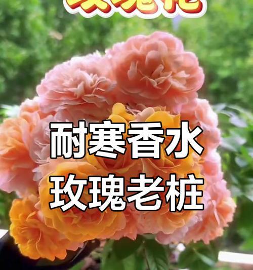 玫瑰花盆栽技巧有哪些？盆栽玫瑰如何养护？