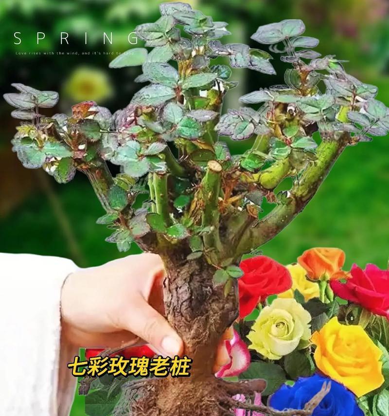 玫瑰花盆栽技巧有哪些？盆栽玫瑰如何养护？