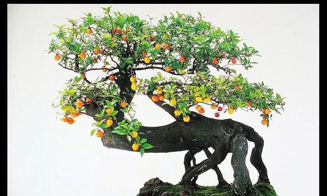 金弹子盆景造型的技巧有哪些？
