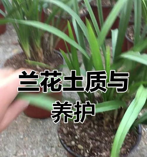 怎么养春兰？春兰的养护技巧和注意事项有哪些？