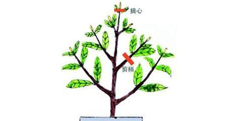 鸭掌树修剪的最佳时机和方法是什么？