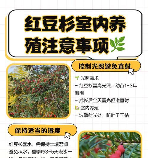 红豆杉移栽的步骤和注意事项有哪些？