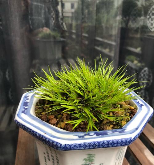 盆景草有多少种？盆景草品种的养护技巧是什么？