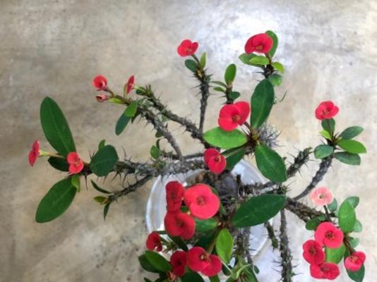 刺梅是什么植物？它的特点和养护方法是什么？