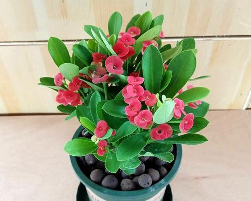 刺梅是什么植物？它的特点和养护方法是什么？
