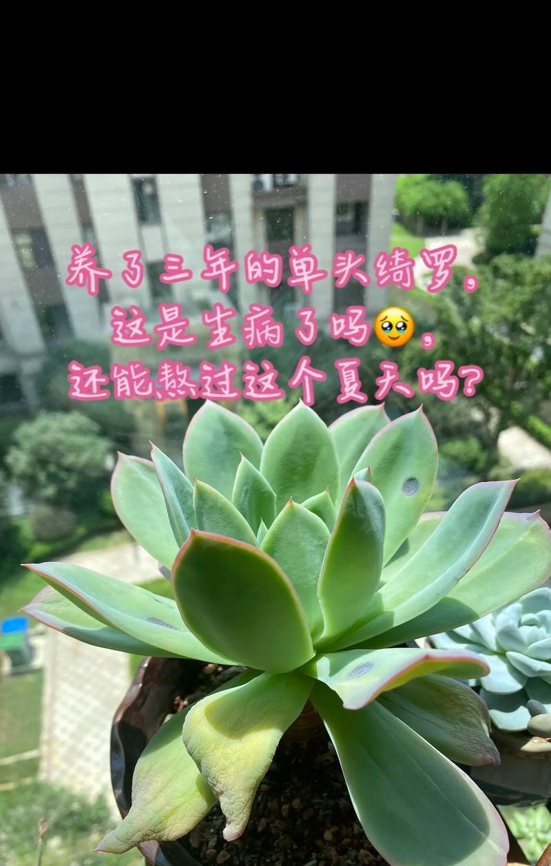黑法师叶片变绿的原因是什么？