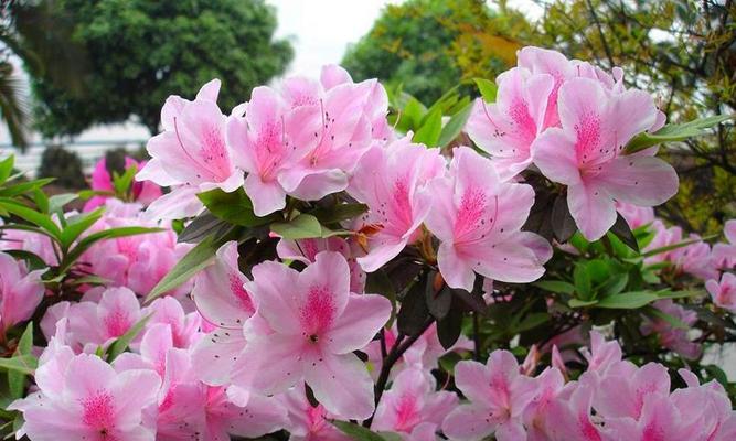 杜鹃花有哪些经典品种？如何区分它们？