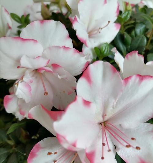 杜鹃花有哪些经典品种？如何区分它们？