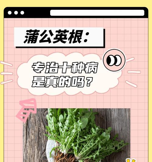 蒲公英的寓意是什么？蒲公英在文化中的地位？