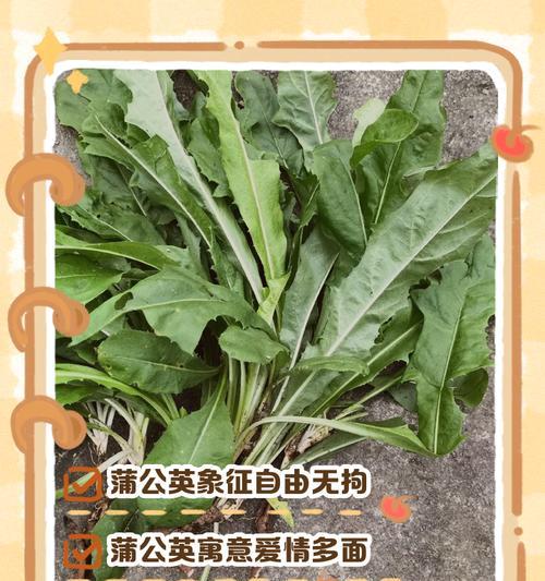 蒲公英的寓意是什么？蒲公英在文化中的地位？