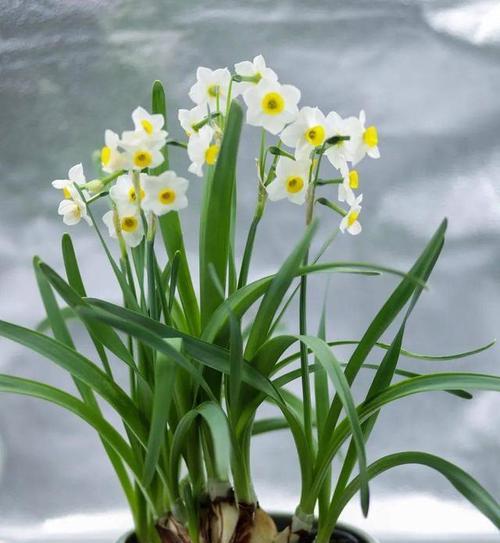 水仙花有什么用处？水仙花在传统和现代用途中的价值是什么？