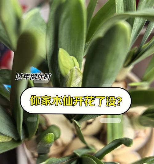 水仙花有什么用处？水仙花在传统和现代用途中的价值是什么？