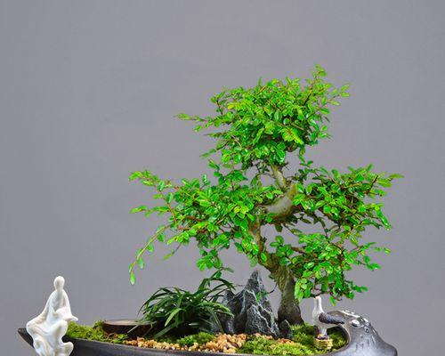 哪些适合做盆景？适合做盆景的植物有哪些？