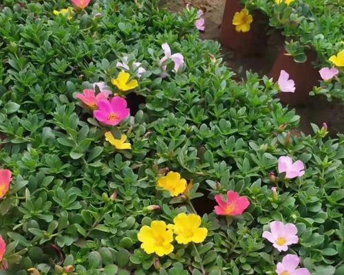 马齿苋花种植需要注意什么？