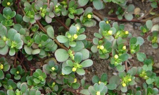 马齿苋花种植需要注意什么？