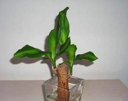 水养非洲菊的正确步骤是什么？