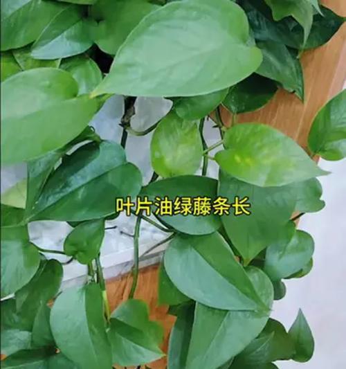 绿萝施肥过量了怎么补救？有哪些处理措施？
