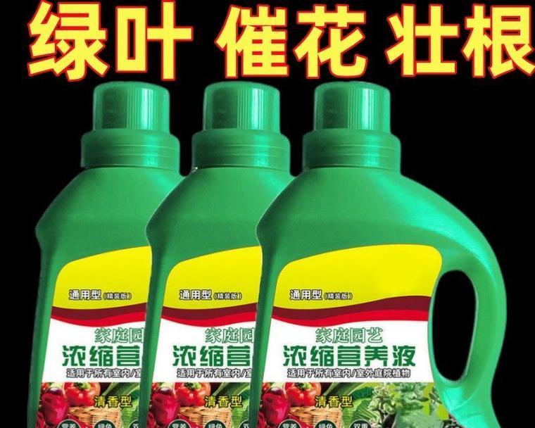 绿萝施肥过量了怎么补救？有哪些处理措施？